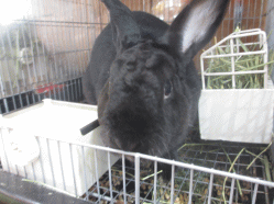 141014h.gif