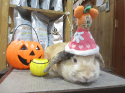 141016b.gif