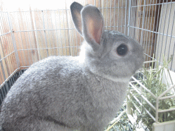141016f.gif