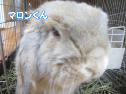 141016g.gif