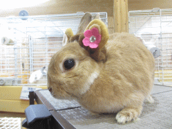 141017a2.gif