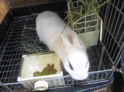 141017e2.gif