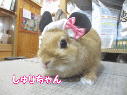 141018a.gif