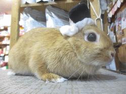 141018b.gif