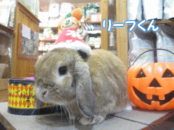 141018c.gif