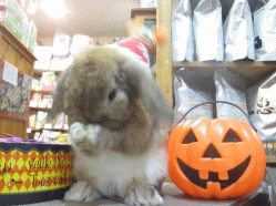 141018d.gif