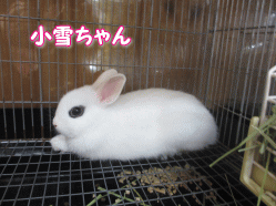 141018o.gif
