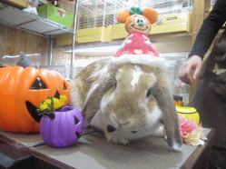 141019a2.gif