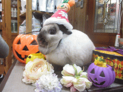 141019b2.gif