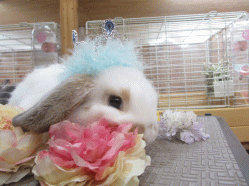 141019e2.gif