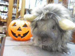 141020b.gif