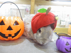 141020f.gif