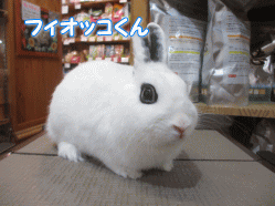 141020i.gif