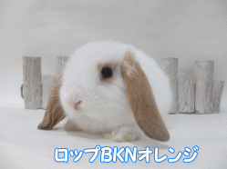 141021f.gif