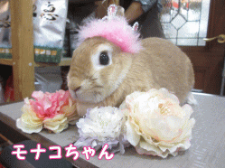 141024a1.gif