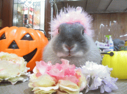 141025d.gif