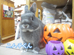 141025e.gif