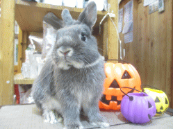 141025f.gif