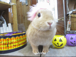 141025h.gif