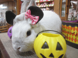 141026a2.gif