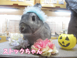 141026d1.gif