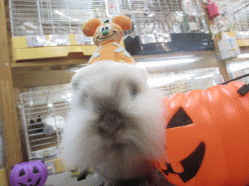 141027b.gif
