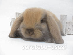 141027h.gif