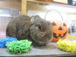 141028b.gif