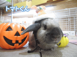 141030e.gif
