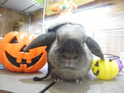 141030f.gif