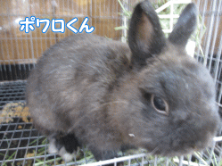 141030k.gif