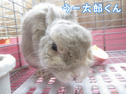 141031f1.gif