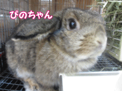 141101a.gif