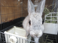 141101f.gif