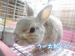 141101g.gif