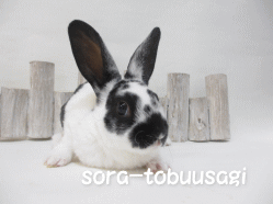 141101i.gif