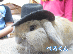 141102a1.gif
