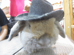 141102a2.gif