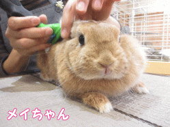 141102b1.gif