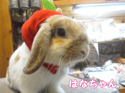 141102c1.gif