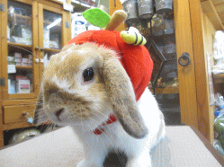 141102c2.gif