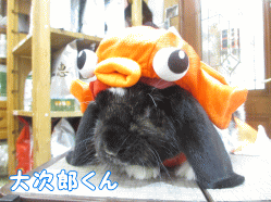 141102d1.gif