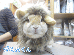 141102e1.gif