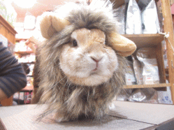141102e2.gif