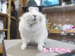 141102f1.gif