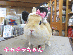 141102h1.gif