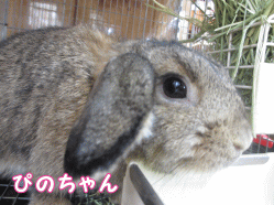 141102i1.gif