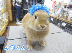 141102l1.gif