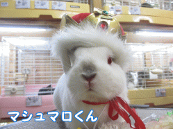 141102m1.gif