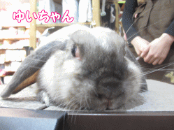 141103a.gif